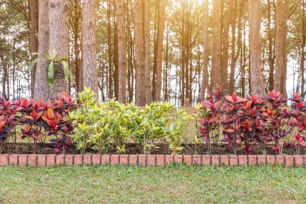 Small Garden Landscaping in Carson City