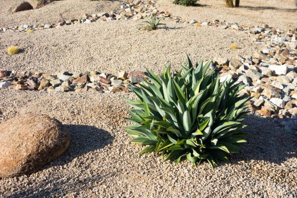Xeriscaping Service in Carson City