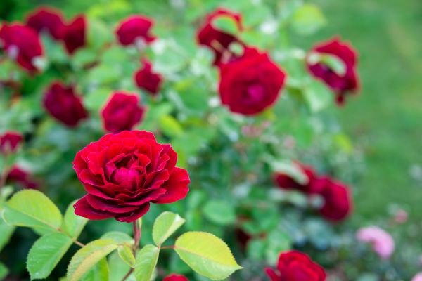 Rose Planting in Carson City