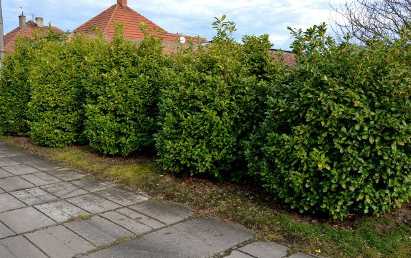 Privacy Shrub Installation in Carson City