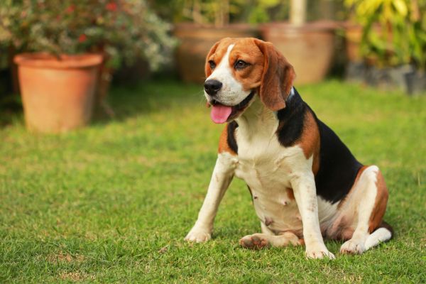 Dog Friendly Landscaping in Carson City