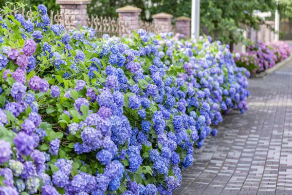 Hydrangea Landscaping in Carson City