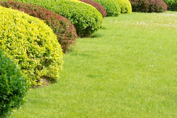 Shrubbery Planting in Carson City