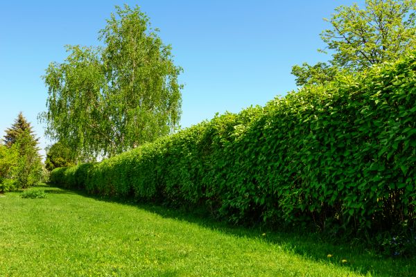 Hedge Replacement in Carson City