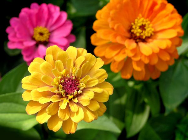 Zinnia Planting in Carson City
