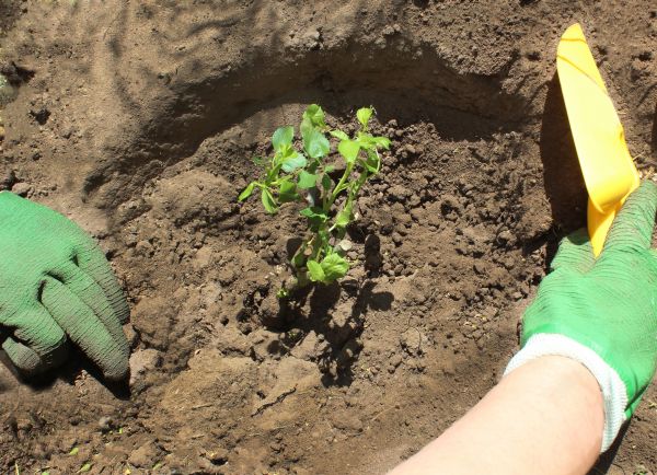 Rose Bush Planting in Carson City
