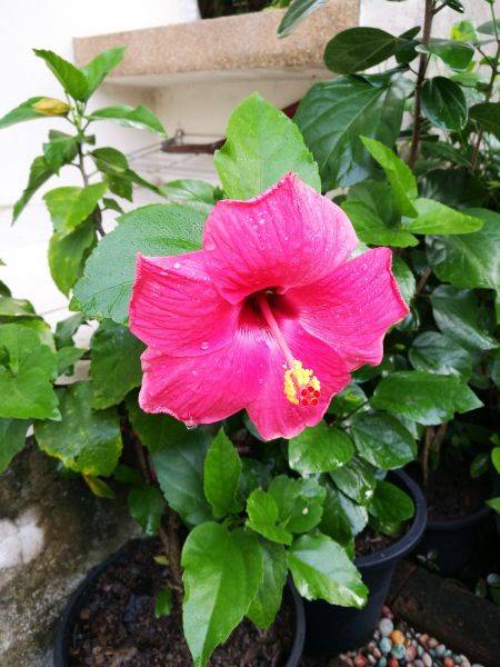 Hibiscus Planting in Carson City