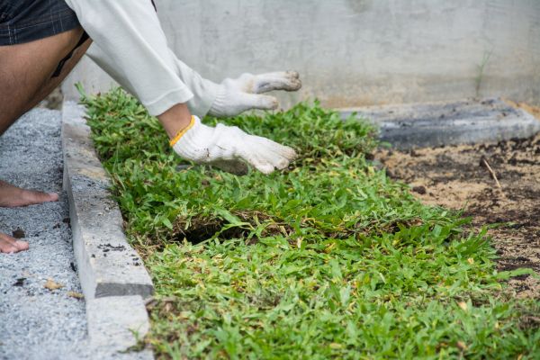Ground Cover Planting in Carson City