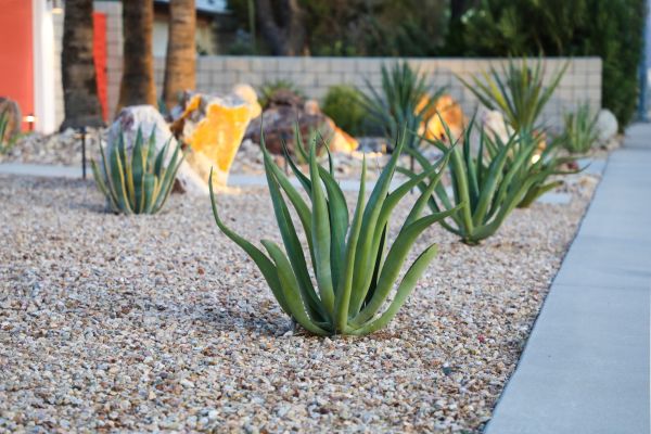 Drought Resistant Landscaping in Carson City