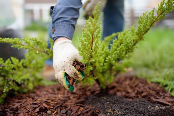 Church Mulching in Carson City