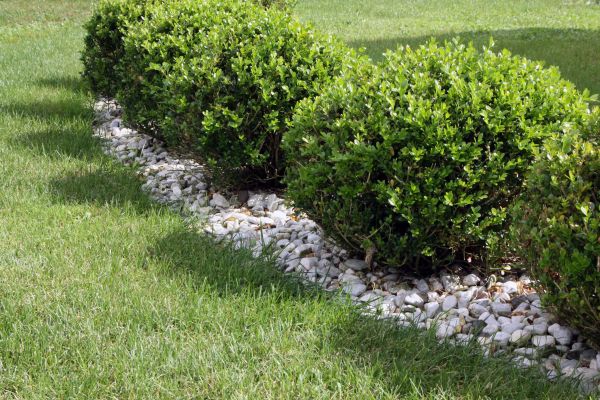 Boxwood Planting in Carson City