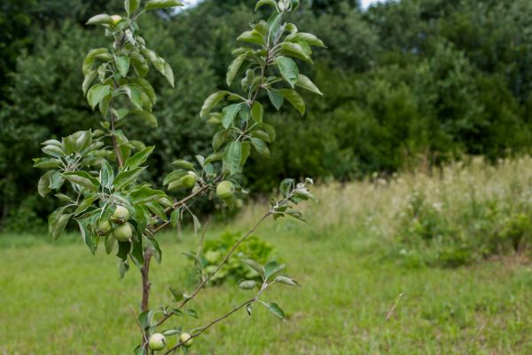 Apple Tree Planting in Carson City