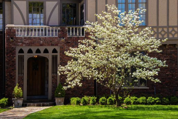 Dogwood Tree Planting in Carson City